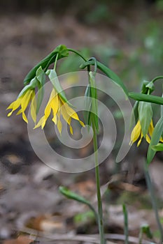 Large-flowered bellwortÂ Uvularia grandiflora, yellow flowers